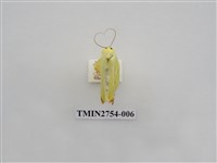 藏品(尺蛾322)的圖片